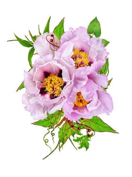 Fondo floral. Un ramo de tiernas peonías de color rosa, brotes, hojas verdes. Aislado sobre fondo blanco . —  Fotos de Stock