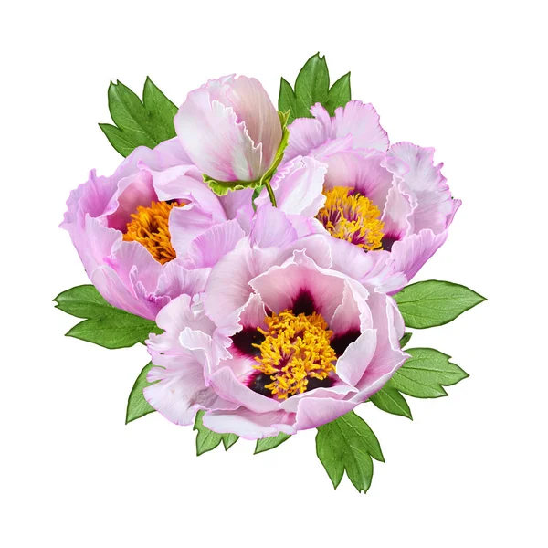 Floral φόντο. Ένα μπουκέτο από τρυφερό ροζ peonies δέντρο-όπως, μπουμπούκια της, πράσινα φύλλα. Απομονωμένα σε λευκό φόντο. — Φωτογραφία Αρχείου