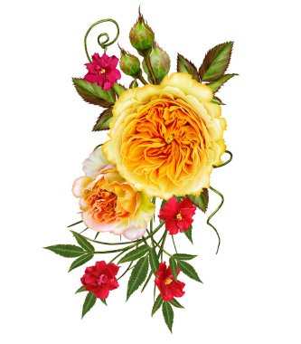 Hassas turuncu ve sarı güller çiçek aranjman. Beyaz arka plan üzerinde izole.