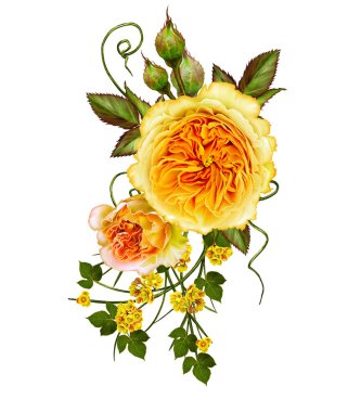 Hassas turuncu ve sarı güller çiçek aranjman. Beyaz arka plan üzerinde izole.