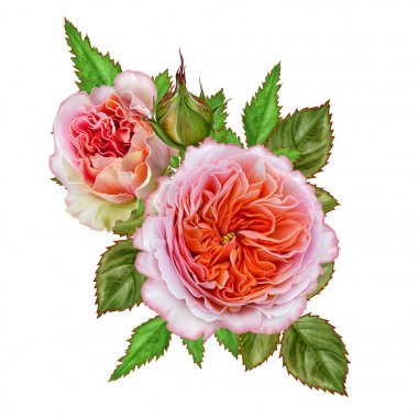 Narin pembe Gül çiçek aranjman. Beyaz arka plan üzerinde izole.