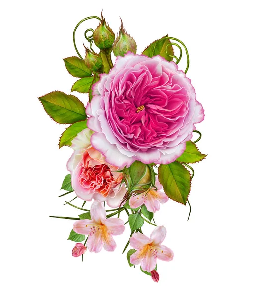 Arreglo floral de delicadas rosas rosadas. Aislado sobre fondo blanco . —  Fotos de Stock