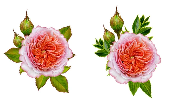 Arranjo de flores de rosas rosa delicadas. Isolado sobre fundo branco . — Fotografia de Stock