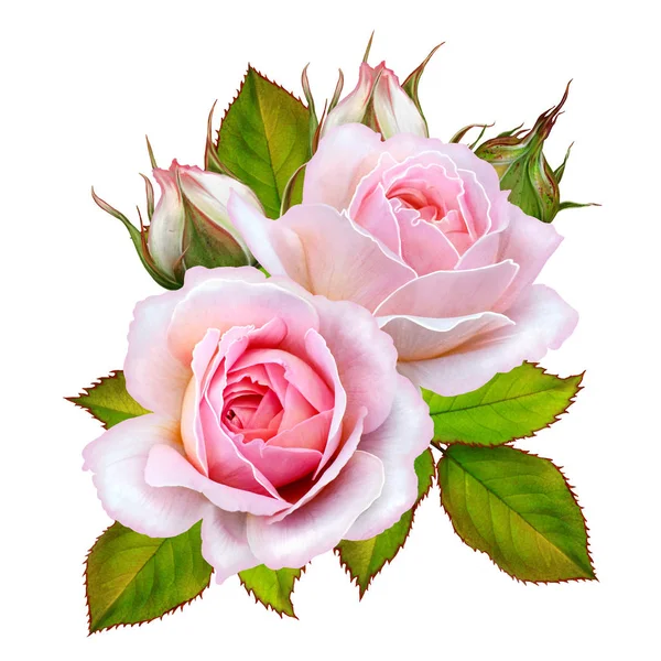 Disposizione floreale di rose rosa. Isolato su sfondo bianco . — Foto Stock