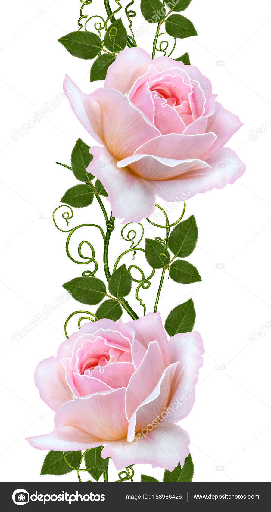 Borda floral vertical. Padrão sem costura. Flor guirlanda de rosa belas  rosas. Isolado sobre fundo branco . — Foto © sokolova_ #158966426, image size:900x1700