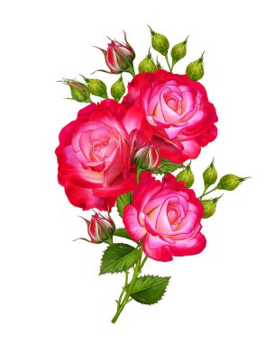 Çiçek kompozisyon. Uzun boylu uzun sap üzerinde güzel bir parlak kırmızı gül tomurcuğu. Beyaz arka plan üzerinde izole.