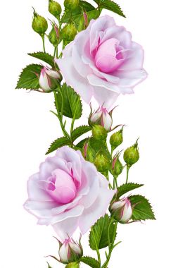 Seamless modeli. Uzun sapları üzerinde hassas güzel pembe Gül çelenk. 