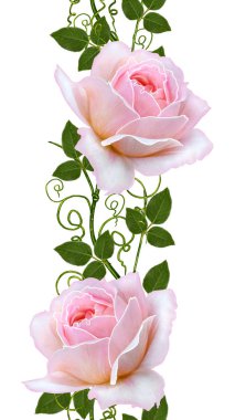 Dikey çiçek sınır. Seamless modeli. Pembe güzel gül çiçek çelenk. Beyaz arka plan üzerinde izole.