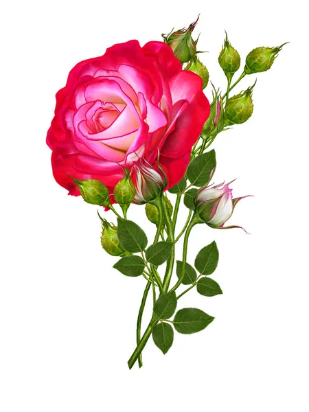 Composición floral. Un brote de una hermosa rosa de color rojo brillante sobre un tallo largo y alto. Aislado sobre fondo blanco . — Foto de Stock