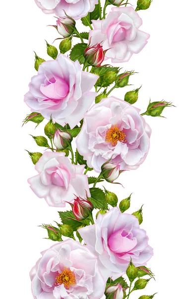 세로 꽃 테두리입니다. 완벽 한 패턴입니다. 핑크 아름 다운 장미 꽃 화 환입니다. 흰색 배경에 고립. — 스톡 사진