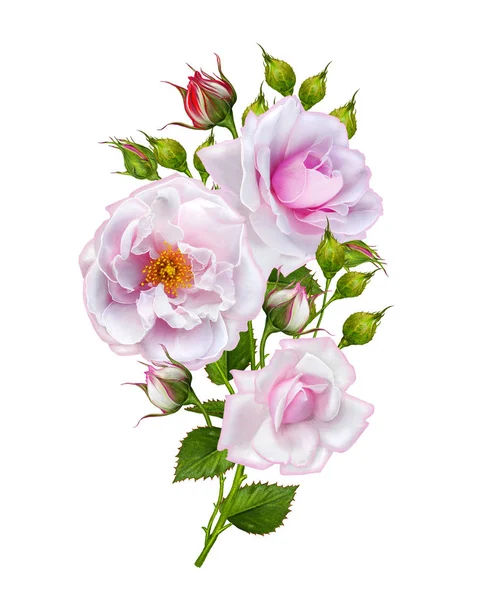 Disposizione floreale di delicate rose rosa, bel fiore su un lungo fusto ricurvo. Isolato su sfondo bianco . — Foto Stock