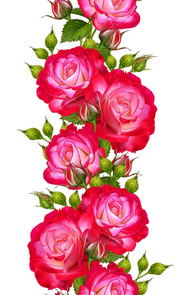Borda floral vertical. Padrão sem costura. Guirlanda de belas rosas vermelhas brilhantes, botões, folhas verdes. Isolado sobre fundo branco . — Fotografia de Stock