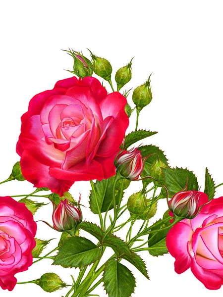 Горизонтальный бесшовный рисунок. Расположение цветов ярко-красных роз и бутонов. Изолированный на белом фоне . — стоковое фото