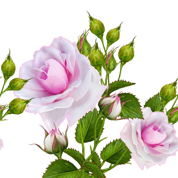 Цветочная композиция розовая красивая роза, бесшовный горизонтальный узор. Изолированный на белом фоне . — стоковое фото