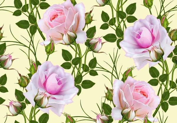 Blomstrende sømløst mønster, knopp av en vakker rosa rose, lange, høye stilker . – stockfoto