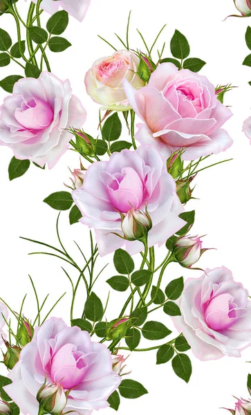 Naadloze bloemmotief. Tak van prachtige delicate roze rozen — Stockfoto