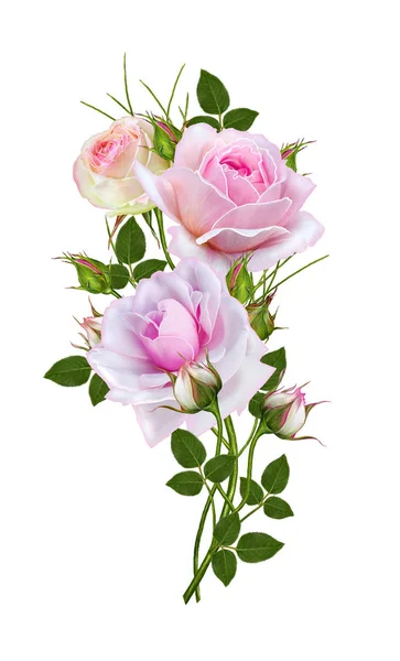 Ανθοδετική λεπτή ροζ τριαντάφυλλα, όμορφο λουλούδι σε ένα μακρύ καμπυλωτό στέλεχος. Απομονωμένα σε λευκό φόντο. — Φωτογραφία Αρχείου