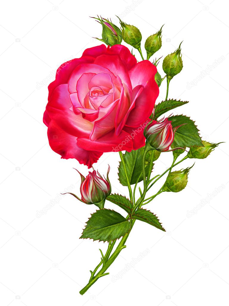 Flower composition. A bud of a beautiful bright red rose on a tall long stem. Isolated on white background.