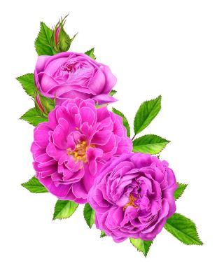 Çiçek kompozisyon. Parlak pembe, küçük gül buketi, yeşil yaprakları, tomurcukları. Beyaz arka plan üzerinde izole.