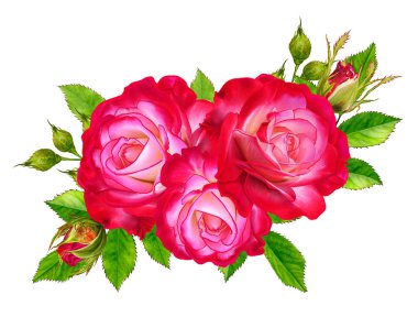 Çiçek kompozisyon. Bir buket parlak güzel kırmızı gül, yeşil yaprakları, tomurcukları. Beyaz arka plan üzerinde izole.