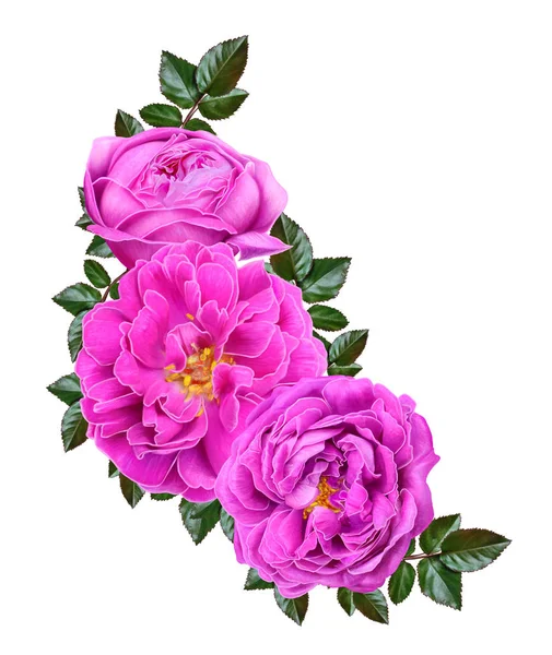 Samenstelling van de bloem. Een boeket van helder roze, kleine rozen, groen verlaat, toppen. Geïsoleerd op witte achtergrond. — Stockfoto