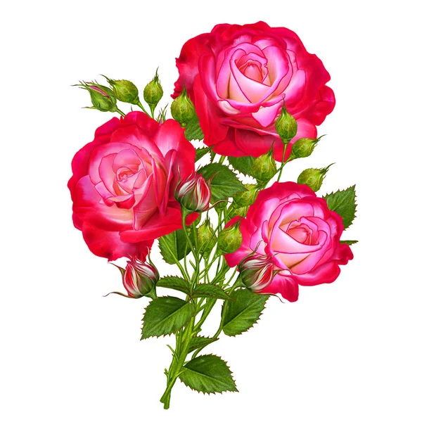 Composição da flor. Um buquê de lindas rosas vermelhas brilhantes, folhas verdes, botões. Isolado sobre fundo branco . — Fotografia de Stock