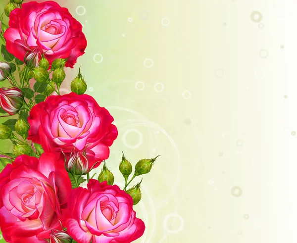Цветочный фон. Приветственная открытка, пастельный тон, старинный стиль. Расположение цветов красных роз . — стоковое фото