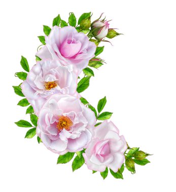 Çiçek kompozisyon. Çelenk, garland hassas güzel pembe Gül ve yeşil yaprakları. Beyaz arka plan üzerinde izole.