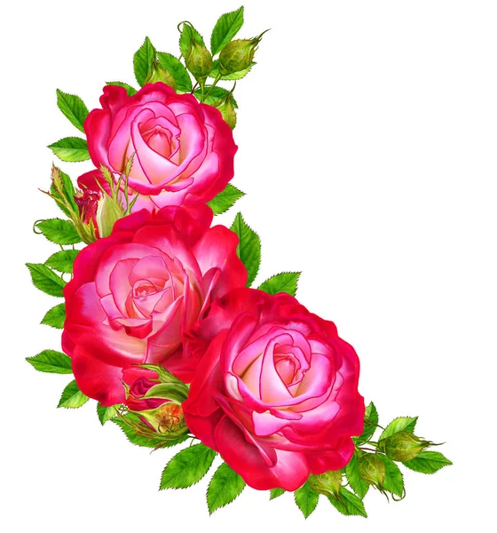 Composição da flor. Grinalda, guirlanda de belas rosas vermelhas brilhantes e folhas verdes. Isolado sobre fundo branco . — Fotografia de Stock