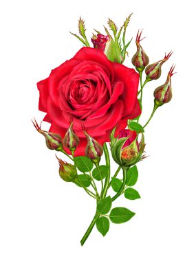 Çiçek kompozisyon. Güzel bir kırmızı gül ve yeşil yaprakları tomurcuğu. Beyaz arka plan üzerinde izole.