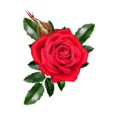 Çiçek kompozisyon. Güzel bir kırmızı gül ve yeşil yaprakları tomurcuğu. Beyaz arka plan üzerinde izole.