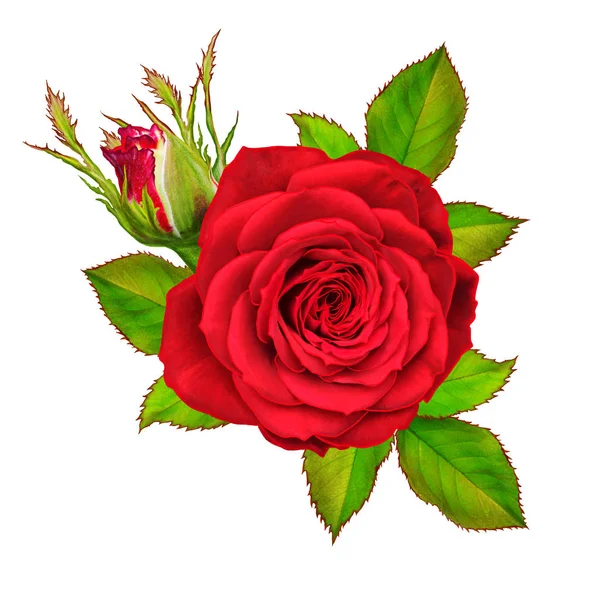 Samenstelling van de bloem. Een knop van een prachtige rode roos en groene bladeren. Geïsoleerd op witte achtergrond. — Stockfoto
