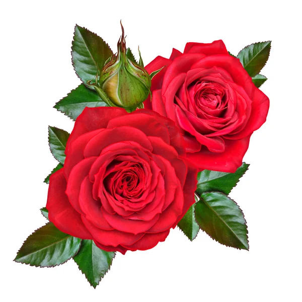 Composición floral. Un brote de una hermosa rosa roja y hojas verdes. Aislado sobre fondo blanco . — Foto de Stock