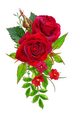 Çiçek kompozisyon. Güzel bir kırmızı gül ve yeşil yaprakları tomurcuğu. Beyaz arka plan üzerinde izole.