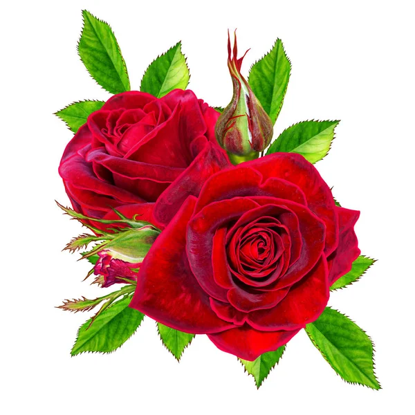 Blomma sammansättning. En knopp av en vacker sammet svart röd ros och gröna blad. Isolerad på vit bakgrund. — Stockfoto