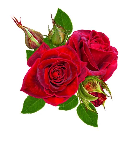 花の組成物。美しいベルベット黒赤のバラと緑葉の芽。白い背景に分離. — ストック写真