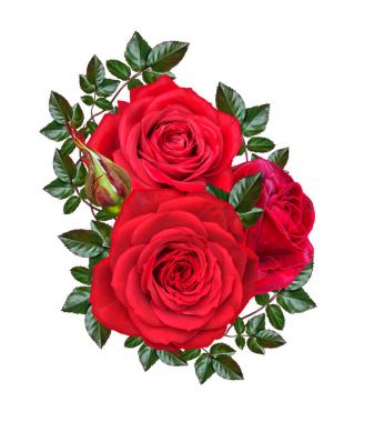 Çiçek kompozisyon. Güzel bir kırmızı gül ve yeşil yaprakları tomurcuğu. Beyaz arka plan üzerinde izole.