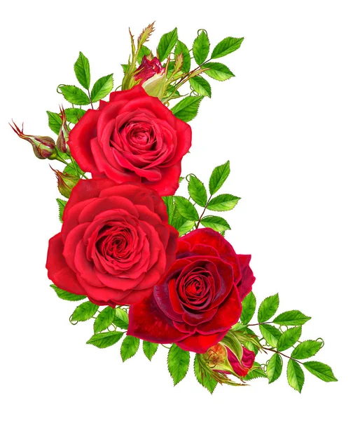 Composição da flor. Um broto de uma bela rosa vermelha e folhas verdes. Isolado sobre fundo branco . — Fotografia de Stock