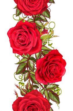 Dikey çiçek sınır. Seamless modeli. Garland güzel parlak kırmızı gül, tomurcukları, yeşil yaprakları. Beyaz arka plan üzerinde izole.