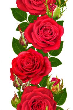 Dikey çiçek sınır. Seamless modeli. Garland güzel parlak kırmızı gül, tomurcukları, yeşil yaprakları. Beyaz arka plan üzerinde izole.
