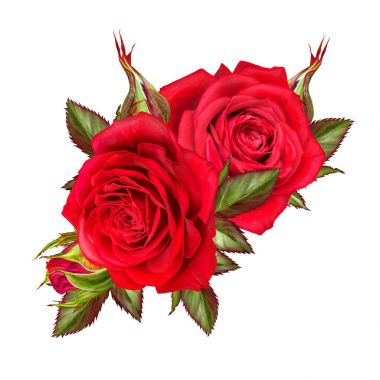 Çiçek kompozisyon. Güzel bir kırmızı gül ve yeşil yaprakları tomurcuğu. Beyaz arka plan üzerinde izole.