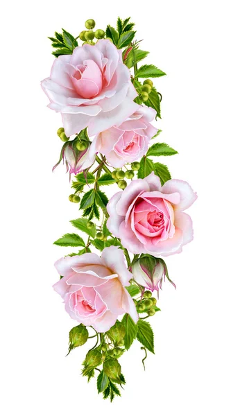 꽃 구성입니다. 화 환, 섬세 한 아름 다운 분홍색 장미와 녹색 잎의 화 환 흰색 배경에 고립. — 스톡 사진