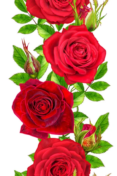 세로 꽃 테두리입니다. 완벽 한 패턴입니다. 아름 다운 밝은 빨간 장미, 싹, 녹색 잎의 화 환. 흰색 배경에 고립. — 스톡 사진