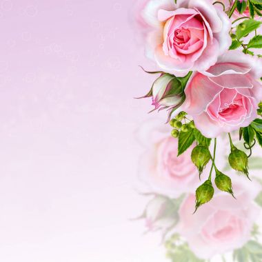 Çiçek arka plan. Garland çiçek, ihale pembe Gül, çilek ve bırakır. Tebrik kartı, davetiye, kartvizit.