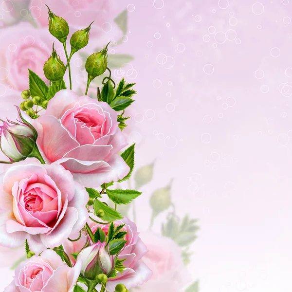 Çiçek arka plan. Garland çiçek, ihale pembe Gül, çilek ve bırakır. Tebrik kartı, davetiye, kartvizit.