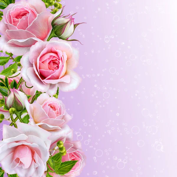 Fondo floral. Guirnalda de flores, rosas rosadas, bayas y hojas. Tarjeta de felicitación, invitación, tarjeta de visita . — Foto de Stock