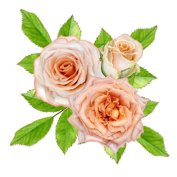 Состав цветов. Бутон нежных пастельных оранжевых роз, зеленых листьев. Изолированный на белом фоне . — стоковое фото