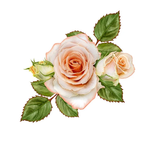 Composición floral. Un brote de tiernas rosas naranjas pastel, hojas verdes. Aislado sobre fondo blanco . — Foto de Stock