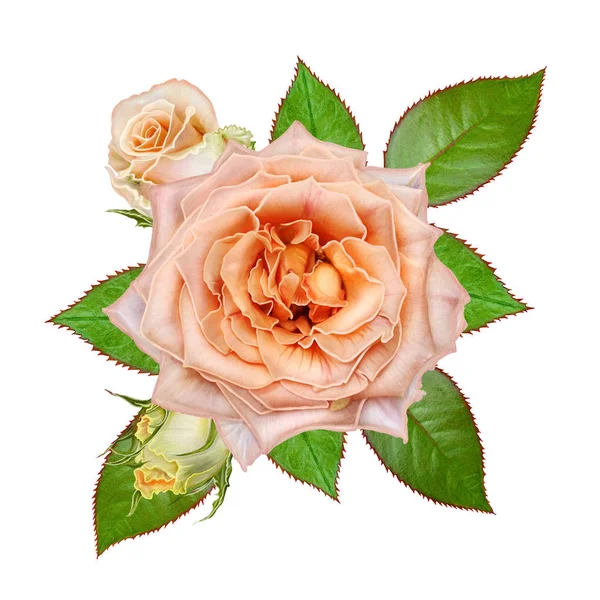 Composizione floreale. Una gemma di teneri rose arancio pastello, foglie verdi. Isolato su sfondo bianco . — Foto Stock