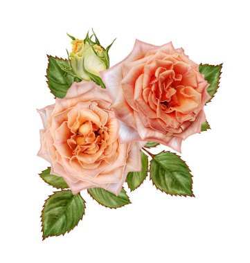 Çiçek kompozisyon. Uzun boylu uzun sap üzerinde güzel bir parlak kırmızı gül tomurcuğu. Beyaz arka plan üzerinde izole.